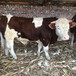 思茅西门塔尔小牛犊500--600斤价钱