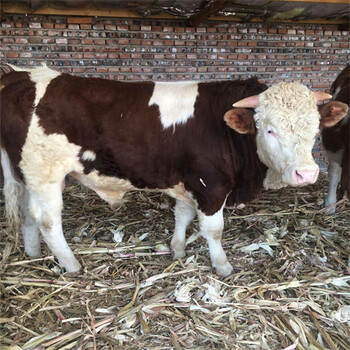 西门塔尔600多斤繁殖母牛要多少钱一头