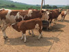 焦作400斤西门塔尔牛犊多少钱一只