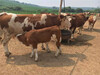 湖北鄂州西门塔尔牛养牛基地价格合理