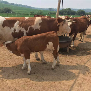 黄山西门塔尔600斤左右小公牛价钱