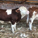 西门塔尔2岁母牛400斤出售