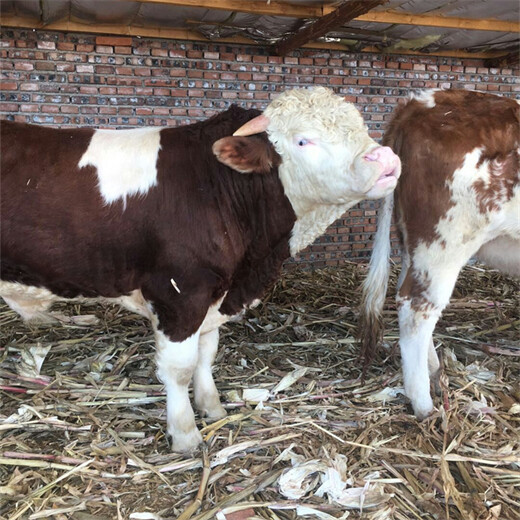 西门塔尔成年母牛出肉率高八百斤多少钱2022已更新(今日/推荐)