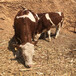 西门塔尔五个月2岁母牛要多少钱
