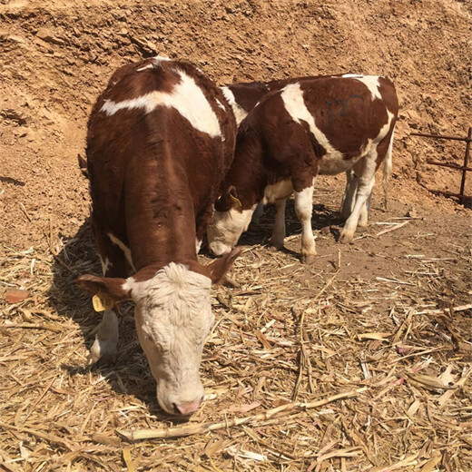 西门塔尔500多斤的牛犊小母牛多少钱一只