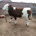 5之6个月西门塔尔小母牛犊潍坊多少钱一只