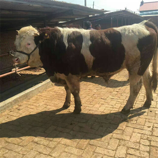 陕西省西门塔尔牛大型中转基地五百斤至六百斤二岁母牛价格表