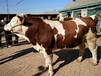 新华400斤的西门塔尔基础母牛多少钱