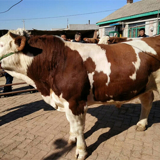 齐齐哈尔西门塔尔小牛价格300斤