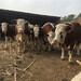 西門塔爾懷孕母牛可技術跟蹤服務800--900斤的價格2022已更新(今日/處理)