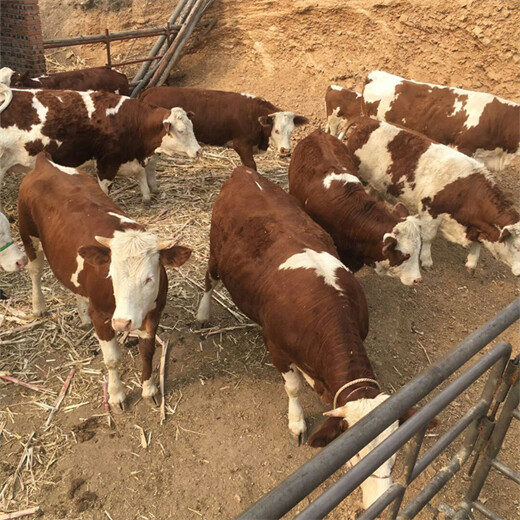绍兴西门塔尔6个月母牛要多少钱