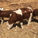 四川达州西门塔尔牛种牛基地