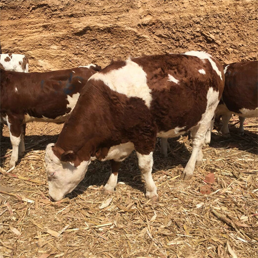 呼和浩特西门塔尔小牛价格300斤