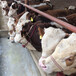五百斤至六百斤西门塔尔小公牛焦作新的价格