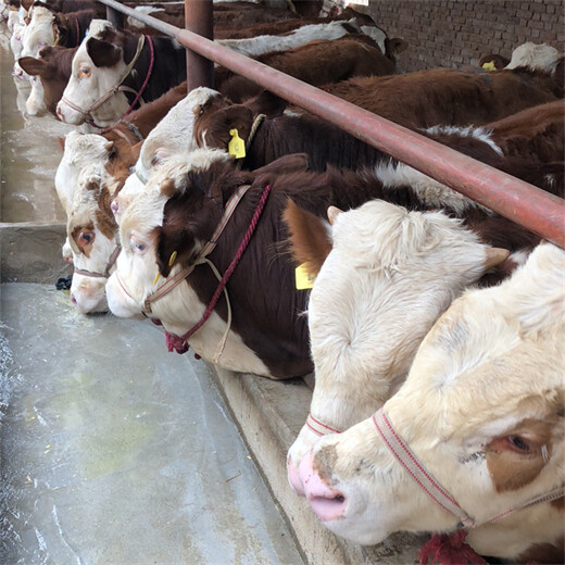 西门塔尔2岁母牛可技术跟踪服务八九百斤的新价格2022已更新(今日/热点)