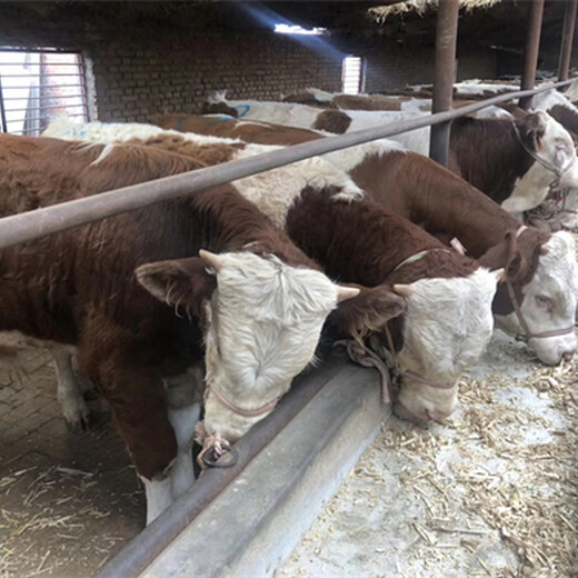 西门塔尔六百斤的繁殖母牛新的价格