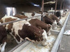 湖北鄂州西门塔尔牛种牛基地