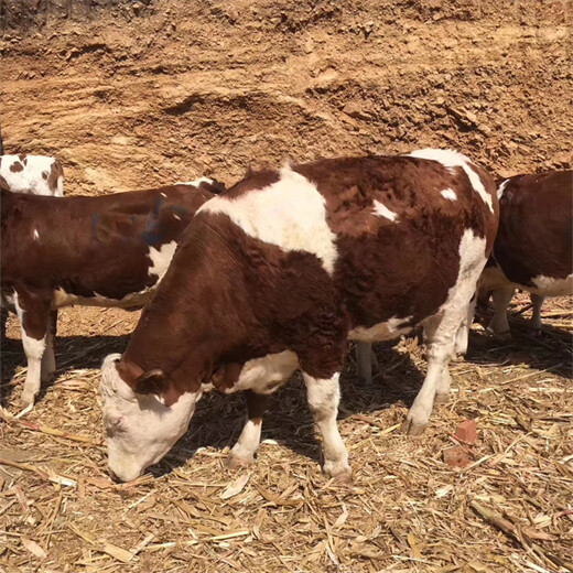 西门塔尔成年母牛各规格都有一千斤至一千一百斤的多少钱2022已更新(今日/动态)