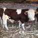 西门塔尔牛犊小母牛四五百斤价格表