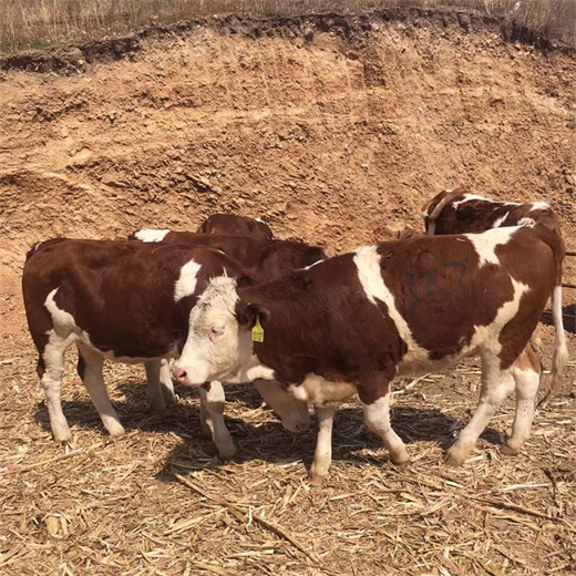 西门塔尔小母牛犊四百斤的报价