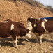 内蒙古乌兰察布西门塔尔牛养殖基地牛源充足