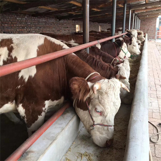 西门塔尔四代母牛采食能力强800--900斤多少钱一头2022已更新(今天/价格)