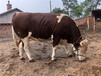 甘肃省西门塔尔牛大型养牛场六七个月基础母牛价格表