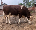 辽阳400斤西门塔尔小母牛价格