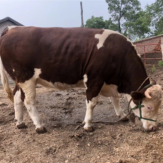 西门塔尔牛大母牛采食能力强八百斤的价格2022已更新(今日/热点)