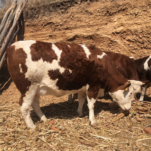 宜春西门塔尔五之六个月母牛苗现在什么价