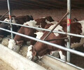 泸州西门塔尔小母牛价格