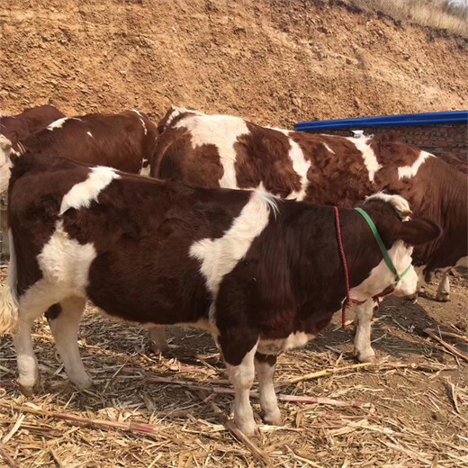 西门塔尔繁殖母牛放山架子牛一千一百斤多少钱一只2022已更新(今天/价格)