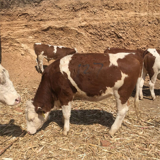 西门塔尔成年母牛红白花的1000至1100斤要多少钱一头2022已更新(今天/news)