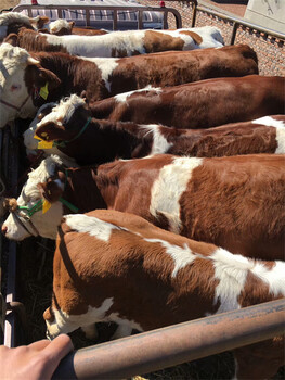 惠州大型中转基地西门塔尔小母牛出售