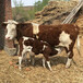 西门塔尔怀孕母牛各规格都有1000斤市场价多少2022已更新(今天/价格)