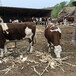 雅安肉牛养殖基地1000斤西门塔尔母牛价格