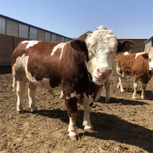 山阴400多斤的西门塔尔小母牛犊现在什么价