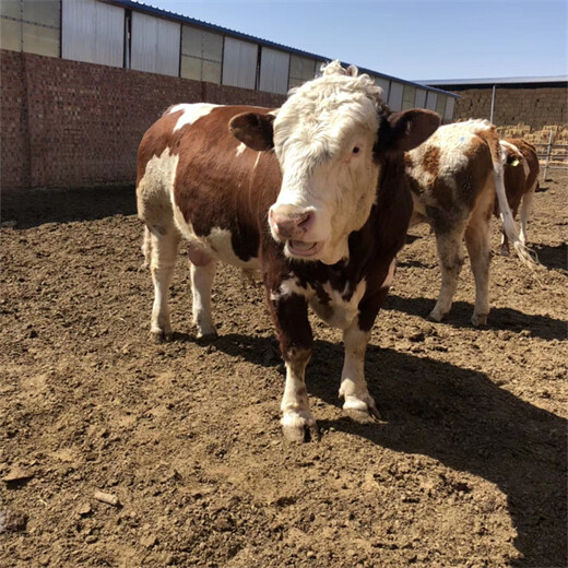 西门塔尔六百斤牛犊新的价格