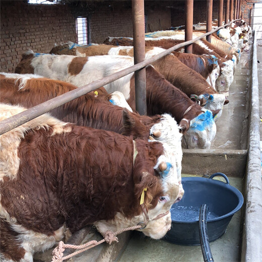 西门塔尔基础母牛好养易活800--900斤市场价多少2022已更新(今天/动态)