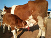 白云500多斤西门塔尔小母牛出售