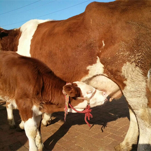 白云500多斤西门塔尔小母牛出售