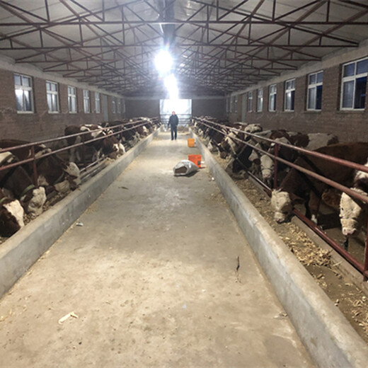 荆州养牛场300斤的小牛多少钱一头