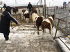 忻州交易市场500斤小牛犊现在什么价格