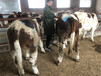 鹤岗牛养殖基地400斤西门塔尔小母牛价格
