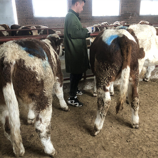 西门塔尔2岁母牛饲养简单800至900斤的出售2022已更新(今日/推荐)