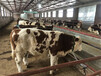 西门塔尔成年母牛放山架子牛800至900斤多少钱一头2022已更新(今日/推荐)