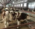 柳州西门塔尔小母牛牛犊多少钱一头