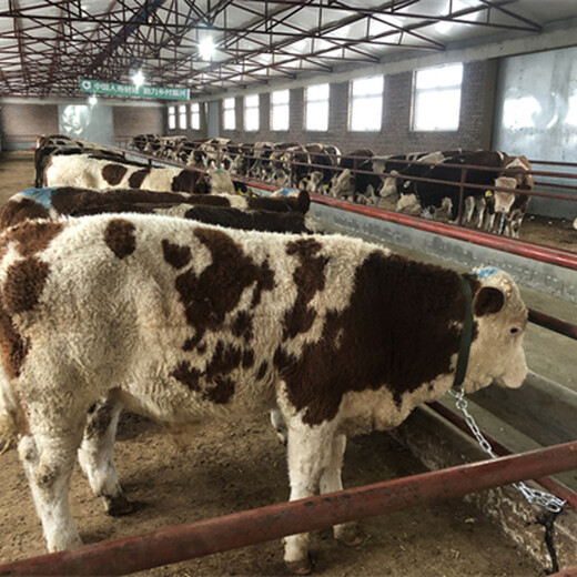 西门塔尔四代母牛三百斤至四百斤现在什么价格