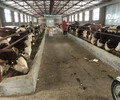 西门塔尔5个月牛犊出售