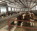 西门塔尔400斤的二岁母牛要多少钱